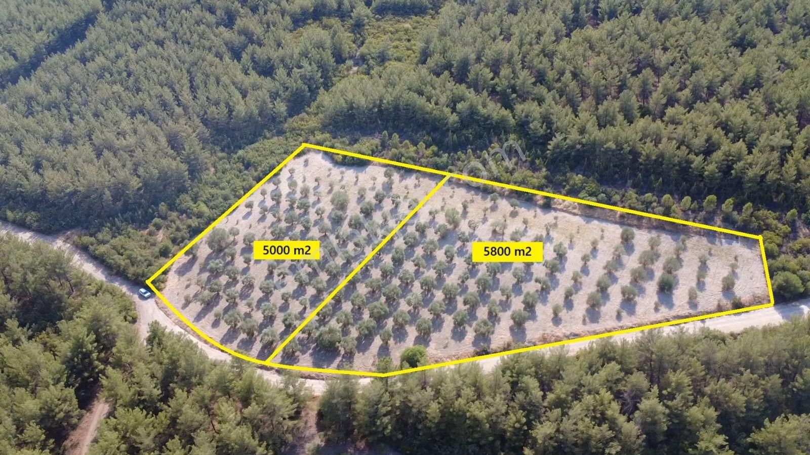 Manisa Bahadır Da 11.000 M2 Zeytinlik, Yola Cepheli , İki Ayrı Tapu