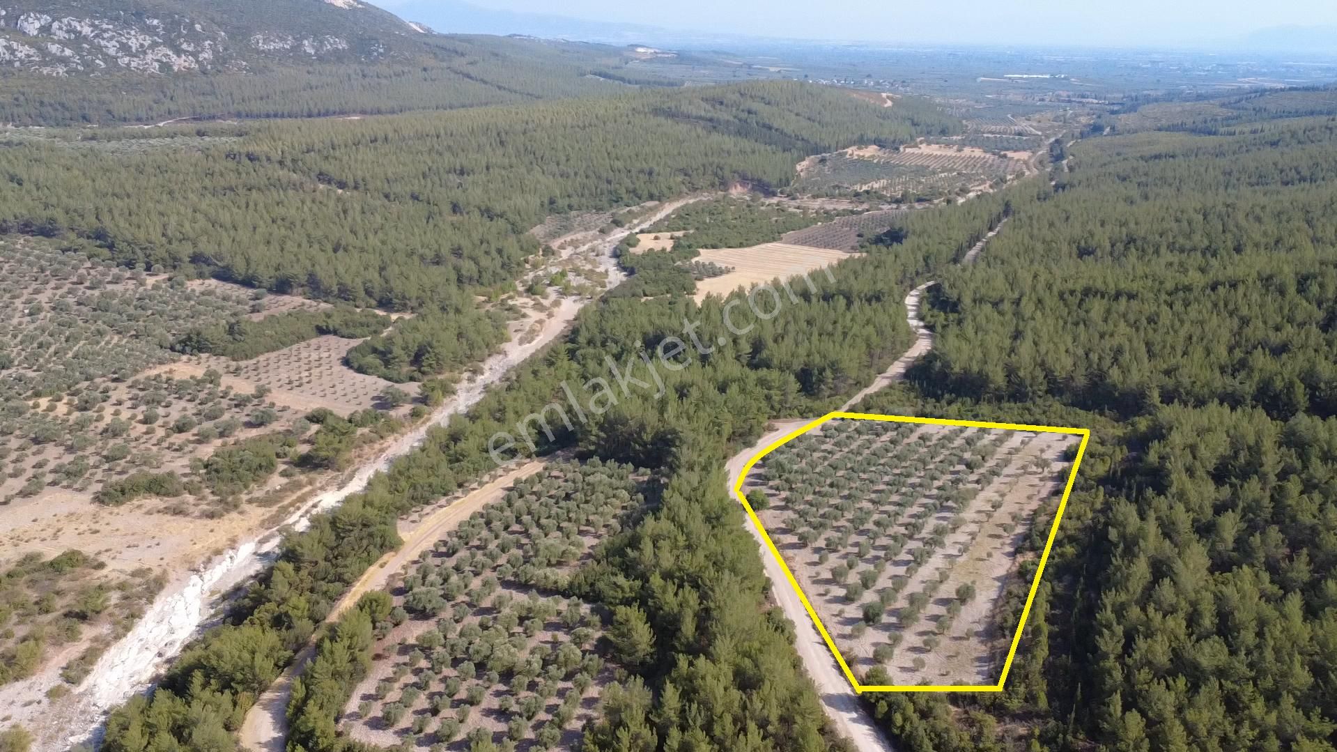 Manisa Bahadır Da 11.000 M2 Zeytinlik, Yola Cepheli , İki Ayrı Tapu - Görsel 2