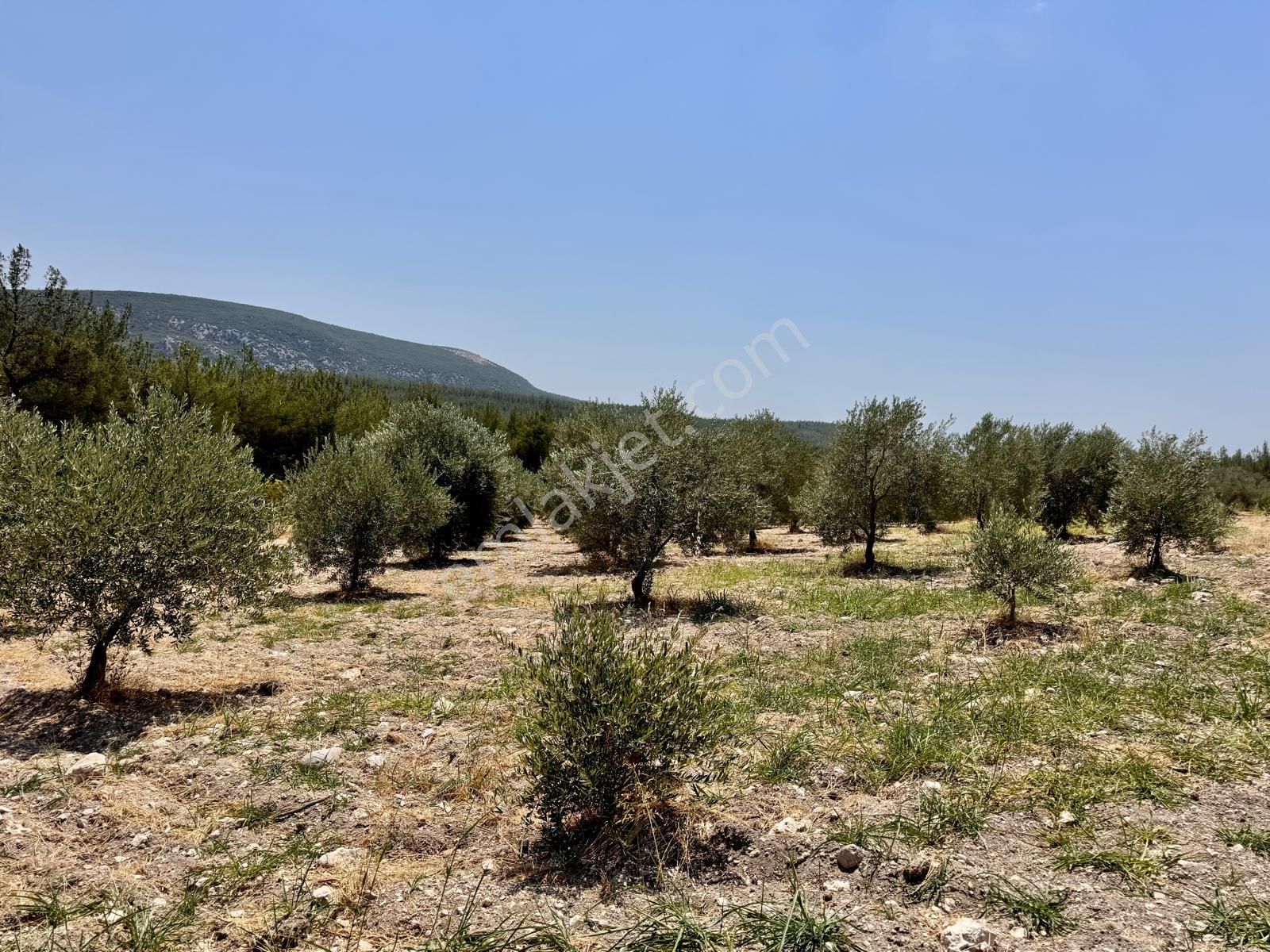 Manisa Bahadır Da 11.000 M2 Zeytinlik, Yola Cepheli , İki Ayrı Tapu - Görsel 13