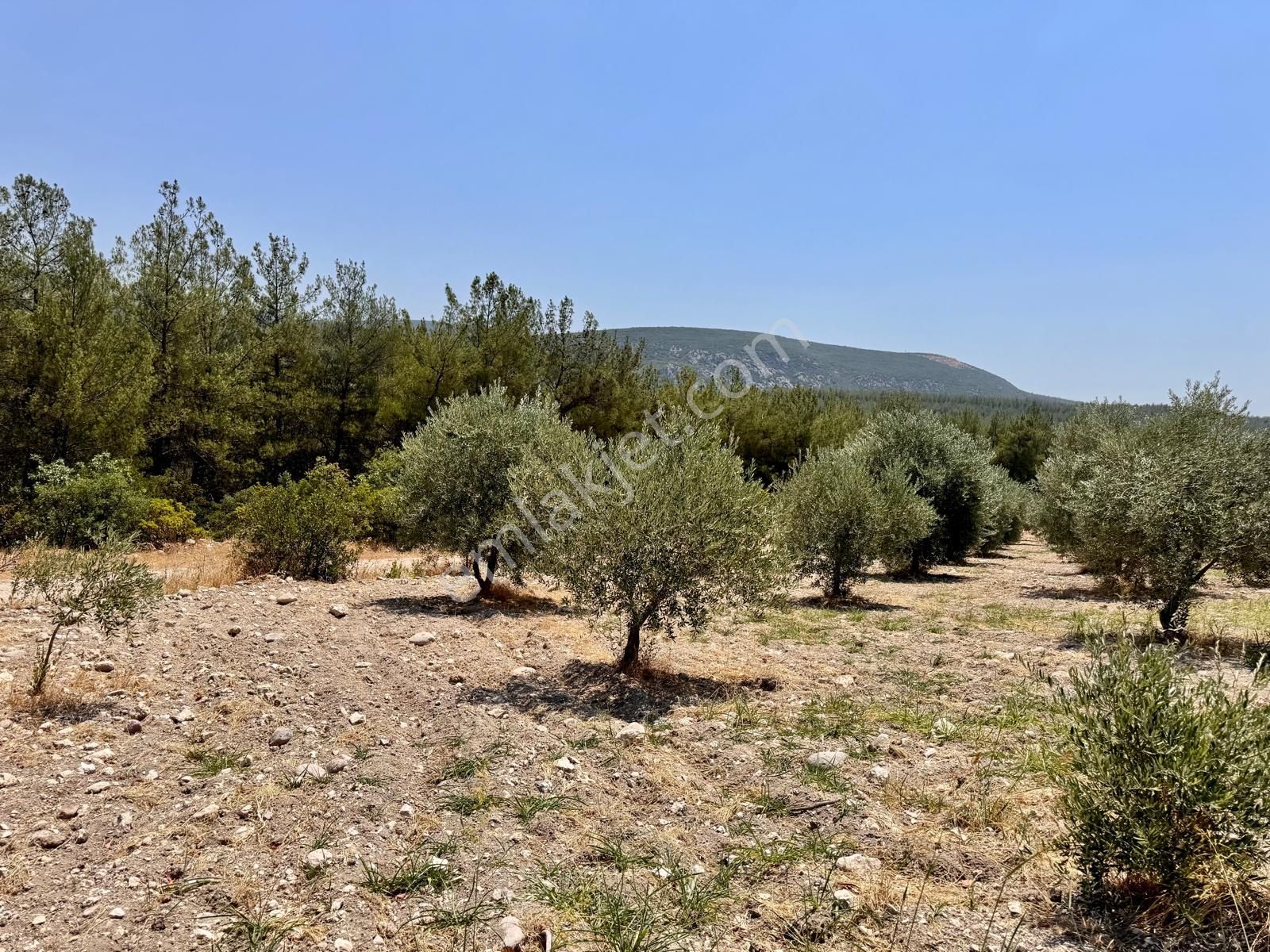 Manisa Bahadır Da 11.000 M2 Zeytinlik, Yola Cepheli , İki Ayrı Tapu - Görsel 14