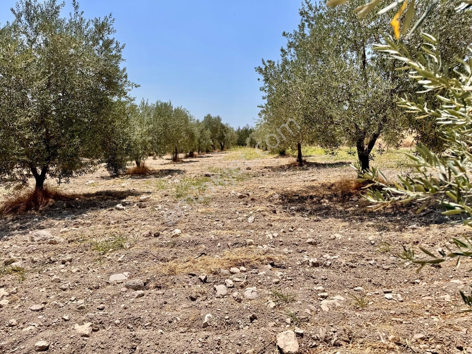 Manisa Bahadır Da 11.000 M2 Zeytinlik, Yola Cepheli , İki Ayrı Tapu - Görsel 21