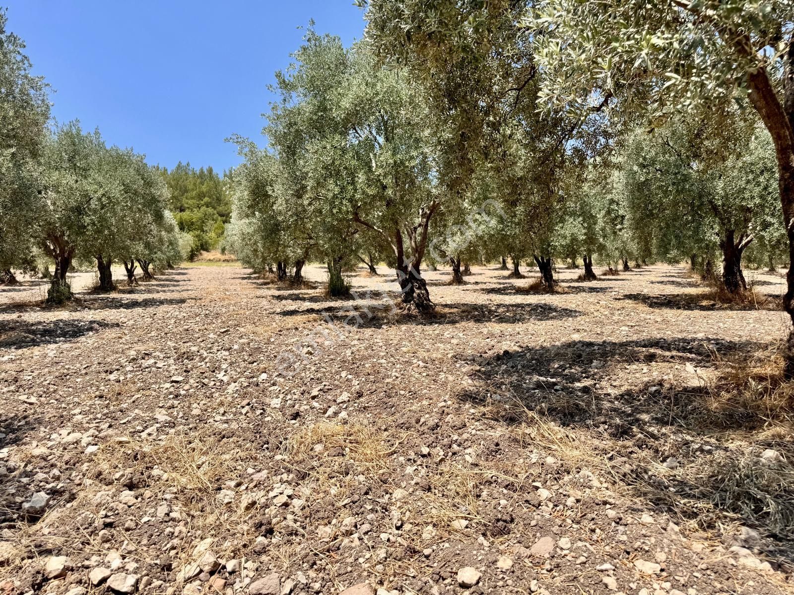 Manisa Bahadır Da 11.000 M2 Zeytinlik, Yola Cepheli , İki Ayrı Tapu - Görsel 34