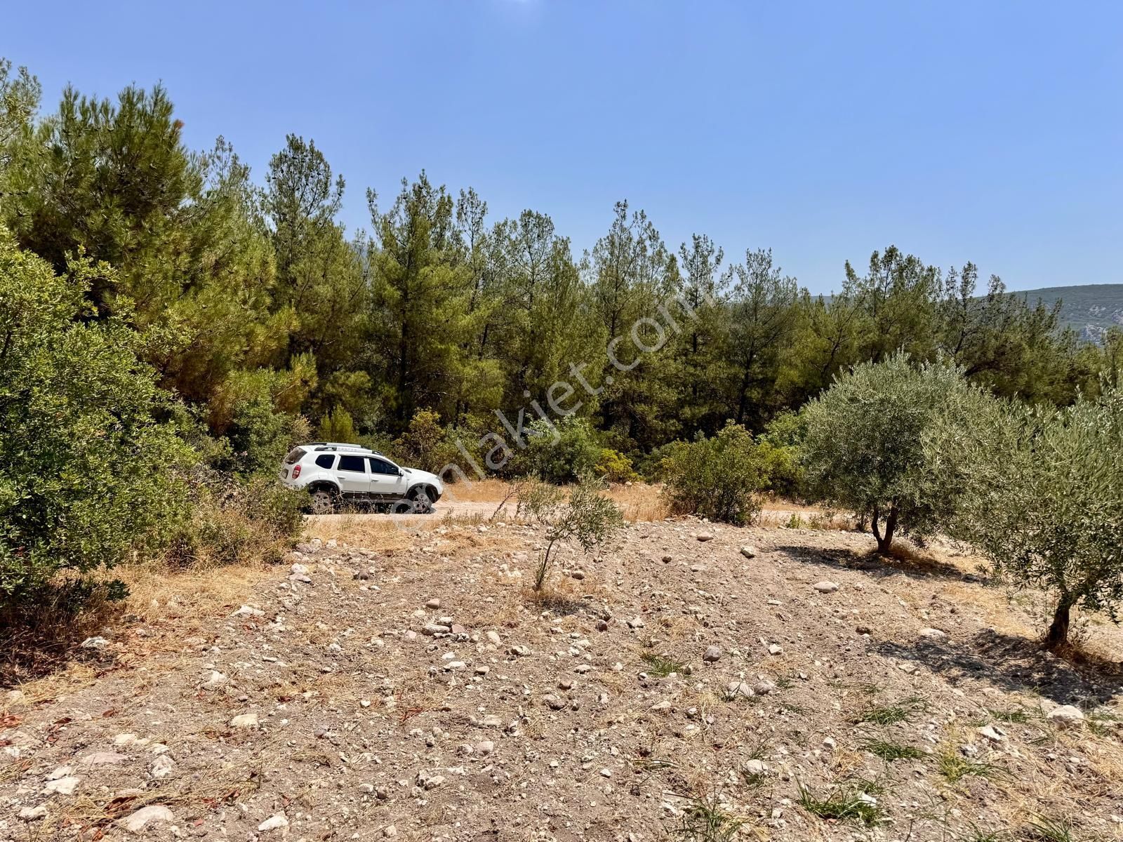 Manisa Bahadır Da 11.000 M2 Zeytinlik, Yola Cepheli , İki Ayrı Tapu - Görsel 16