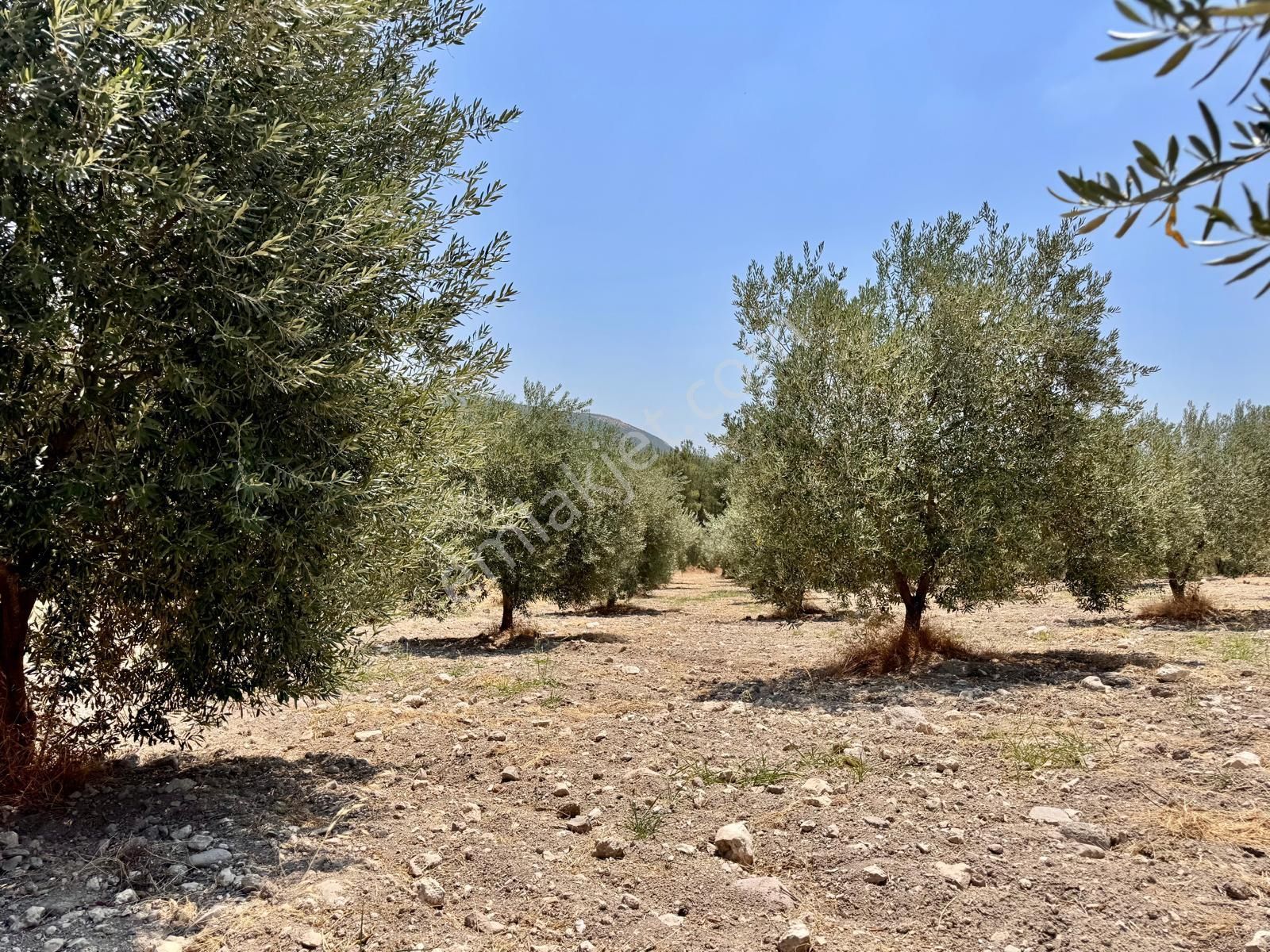 Manisa Bahadır Da 11.000 M2 Zeytinlik, Yola Cepheli , İki Ayrı Tapu - Görsel 17