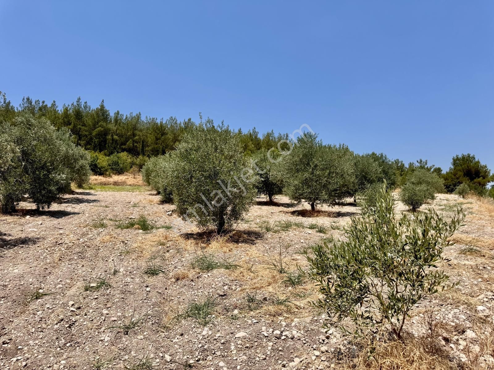 Manisa Bahadır Da 11.000 M2 Zeytinlik, Yola Cepheli , İki Ayrı Tapu - Görsel 7