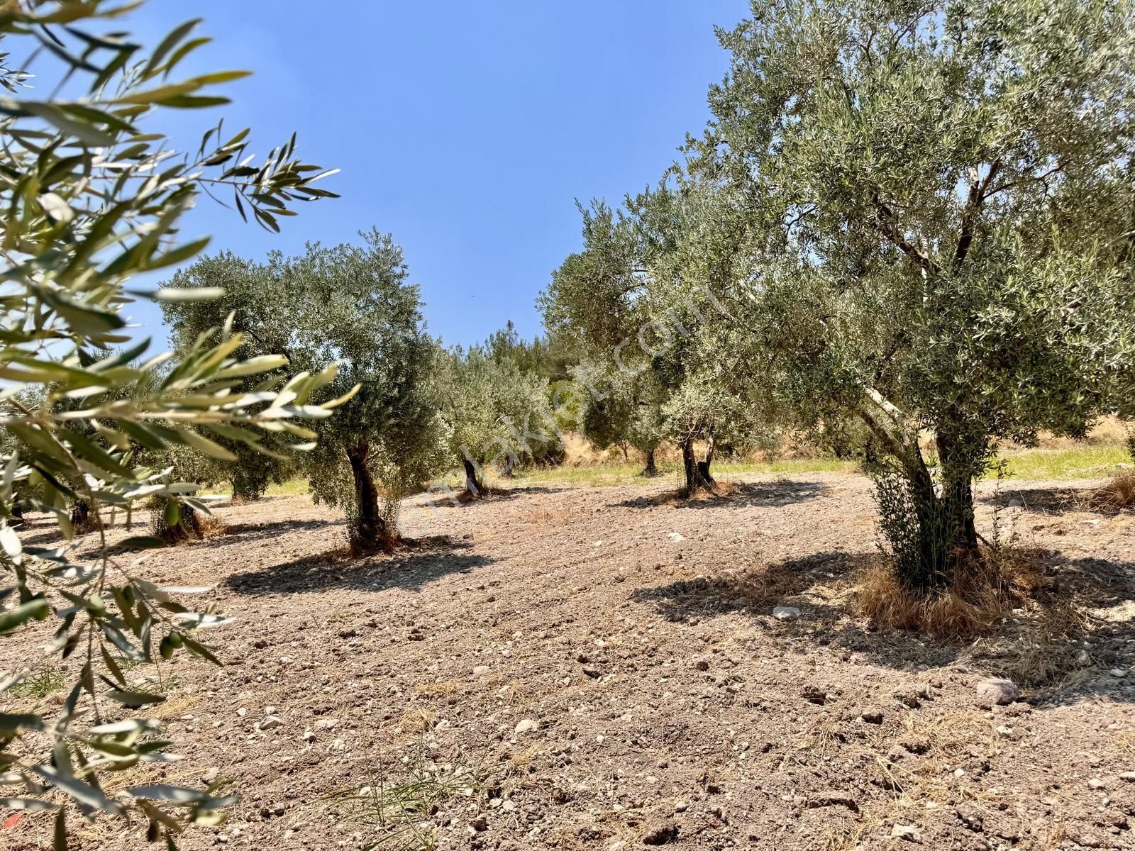 Manisa Bahadır Da 11.000 M2 Zeytinlik, Yola Cepheli , İki Ayrı Tapu - Görsel 8