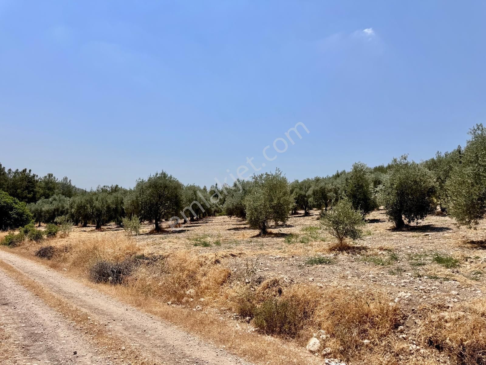 Manisa Bahadır Da 11.000 M2 Zeytinlik, Yola Cepheli , İki Ayrı Tapu - Görsel 6