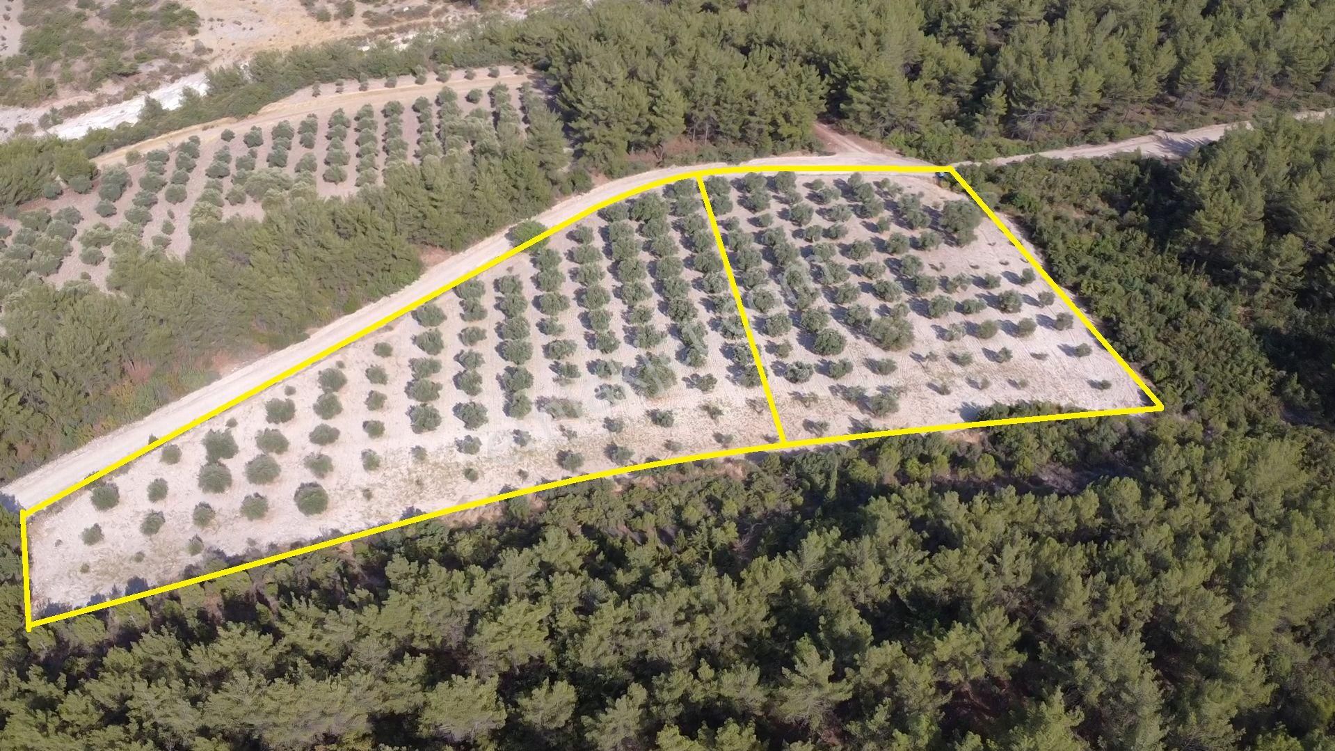 Manisa Bahadır Da 11.000 M2 Zeytinlik, Yola Cepheli , İki Ayrı Tapu - Görsel 4