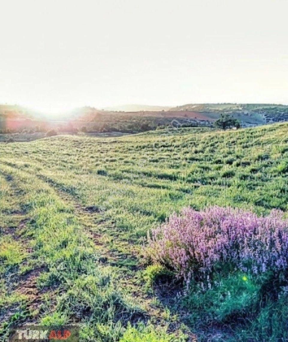 Denizli Pamukkale Akderede Satılık Tarla