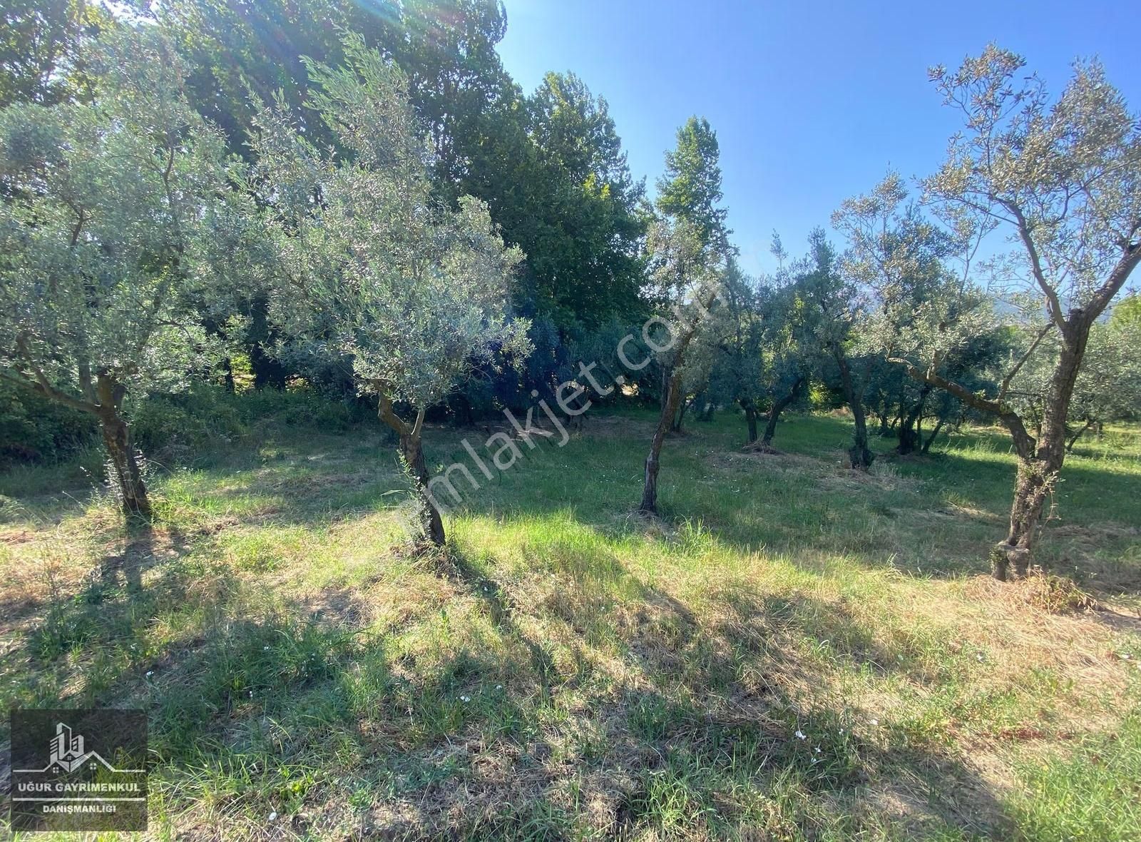 Uğur Gayrimenkul'den Karsak Köyü İçerisinde Satılık Zeytinlik