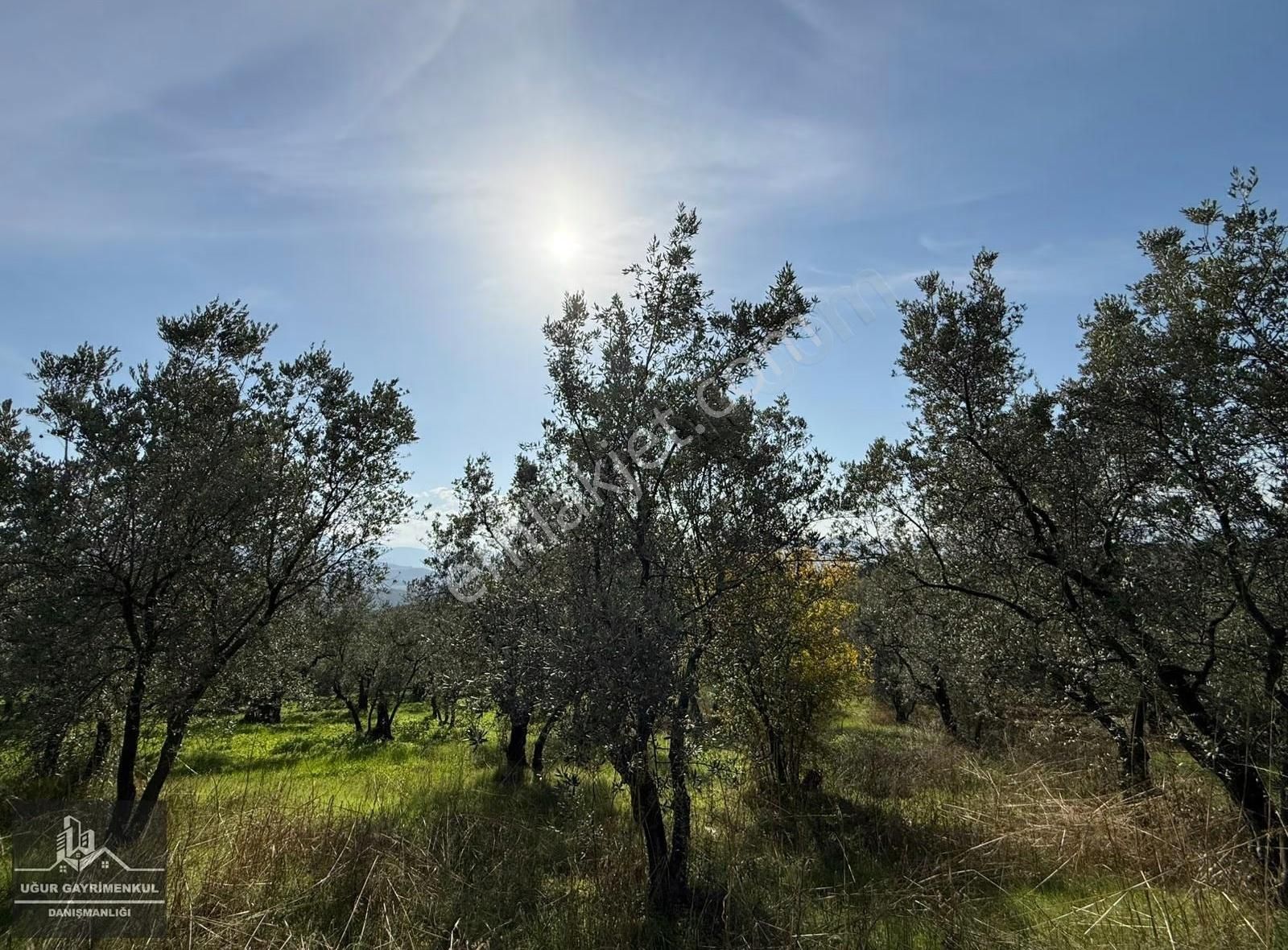 Uğur Gayrimenkul'den Umurbey'de Yatırımlık İmara 400m Zeytinlik - Görsel 7