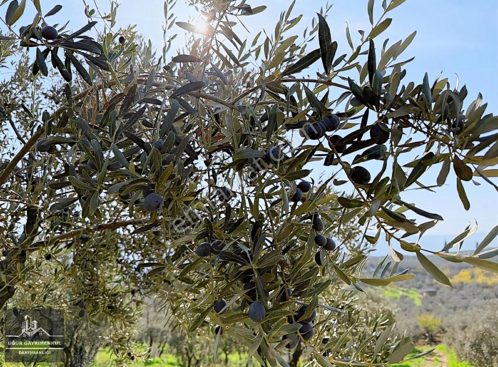 Uğur Gayrimenkul'den Umurbey'de Yatırımlık İmara 400m Zeytinlik