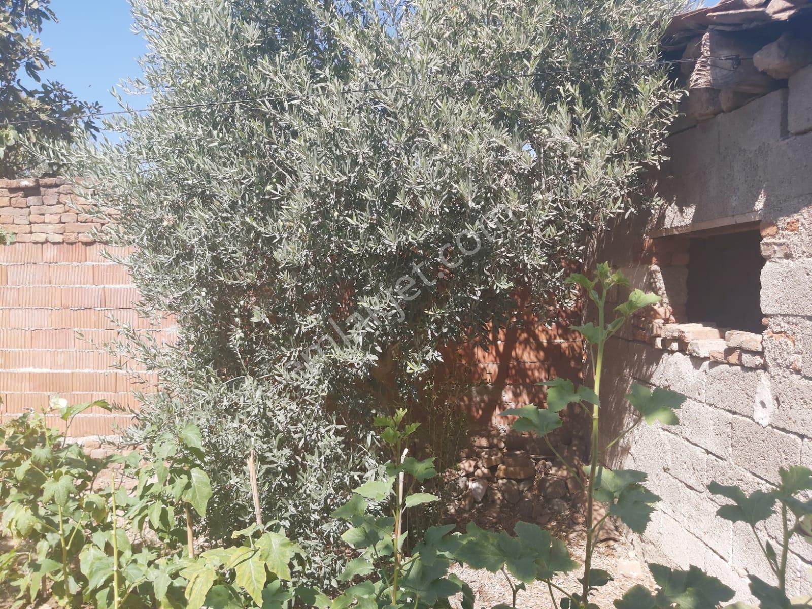 Aydın Germencik Reisköyde Müstakil Satılık Köy Evi - Görsel 30