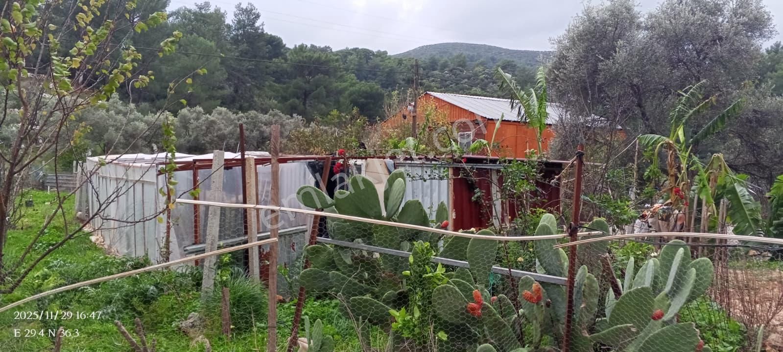 Antalya Kaş Yeşilköy Mahallesinde 3901 M2 Satılık Çiftlik - Görsel 33