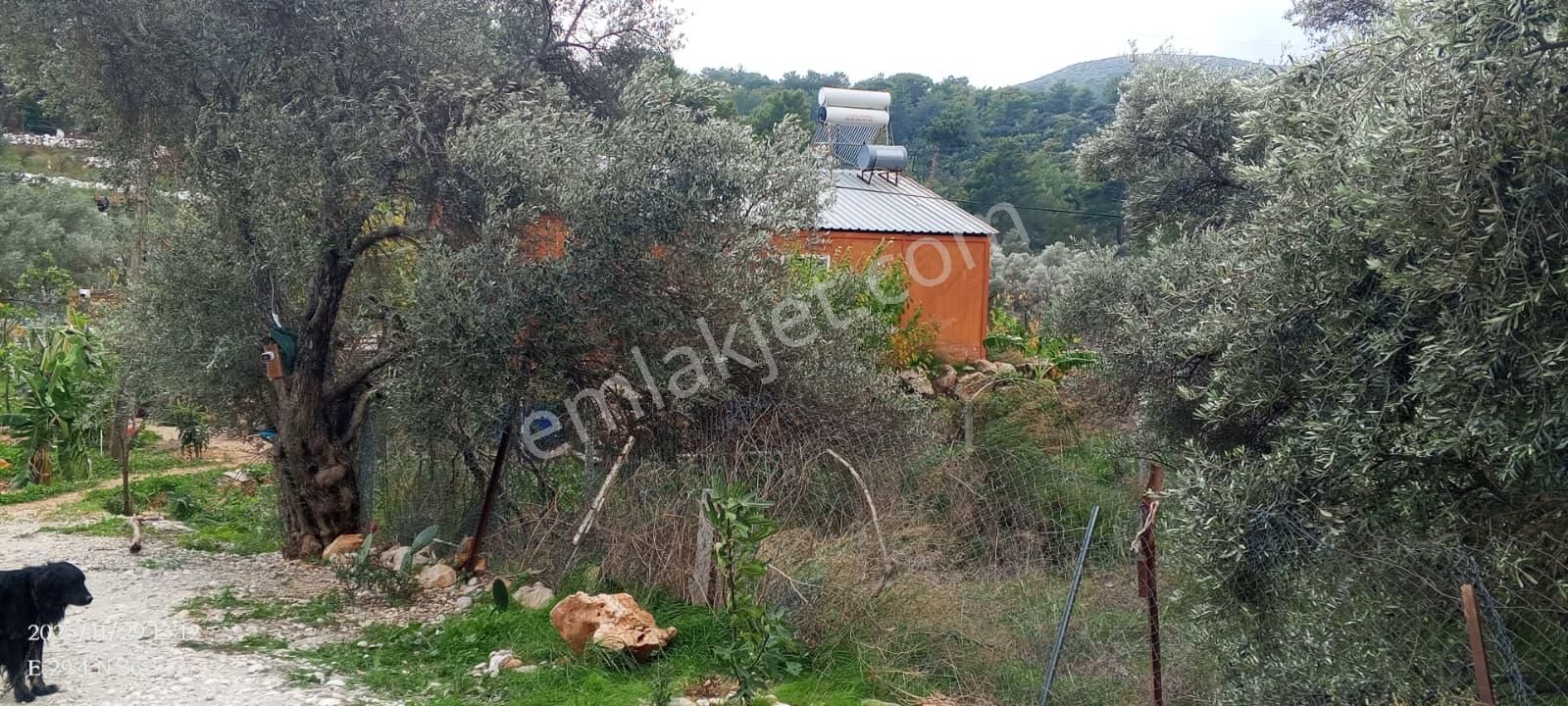 Antalya Kaş Yeşilköy Mahallesinde 3901 M2 Satılık Çiftlik - Görsel 22