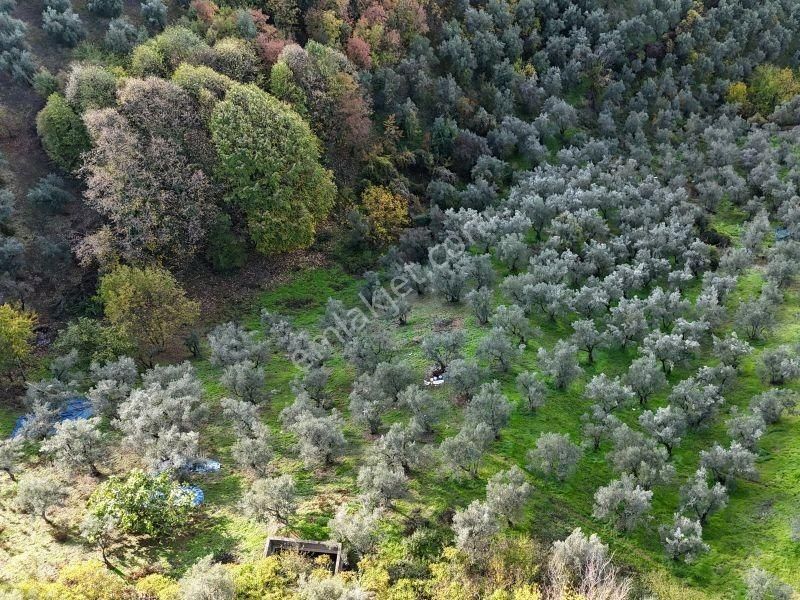 C21 Cius; 7504 M2 Fırsat Zeytinlik - Güvenli Köyü - Görsel 2