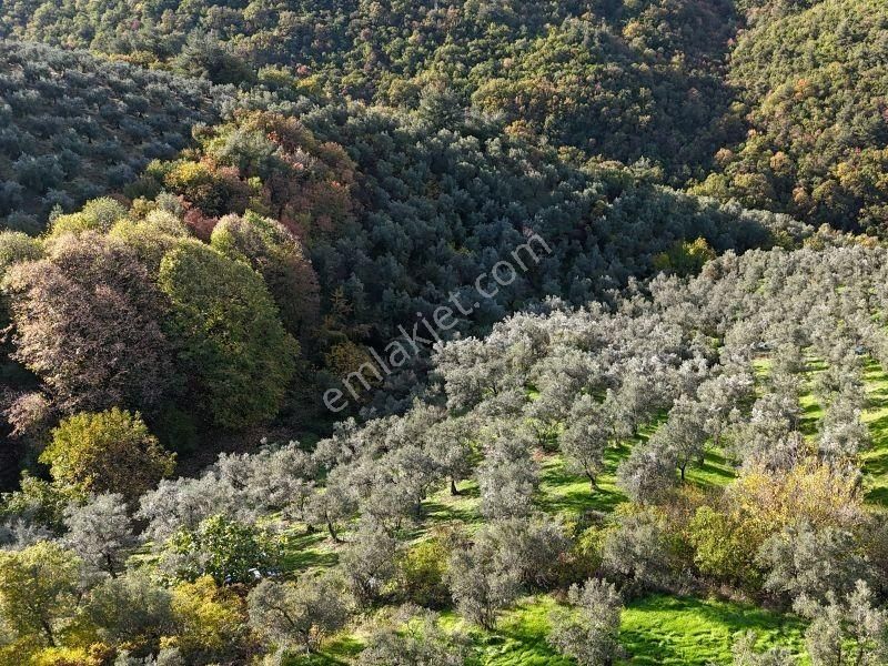 C21 Cius; 7504 M2 Fırsat Zeytinlik - Güvenli Köyü - Görsel 3