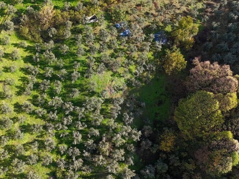 C21 Cius; 7504 M2 Fırsat Zeytinlik - Güvenli Köyü - Görsel 5