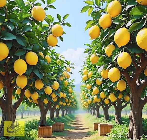 Sarıibrahimli De Satılık Organize Yakını Limon Bahçesi