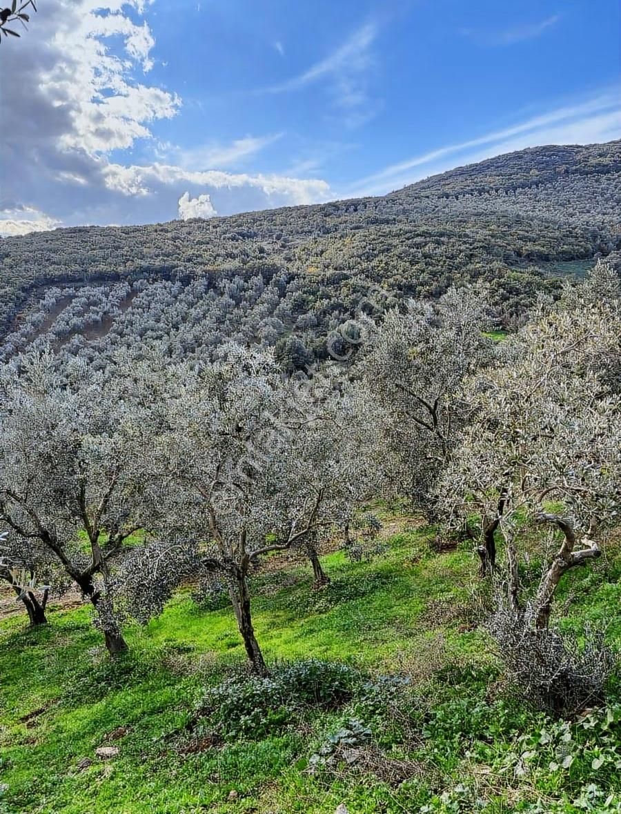 Orhangazi Gedelek Mahallesinde Yatırımlık Zeytinlik - Görsel 11