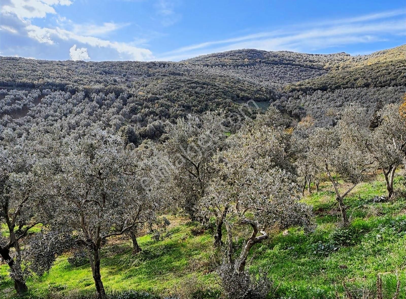 Orhangazi Gedelek Mahallesinde Yatırımlık Zeytinlik - Görsel 10