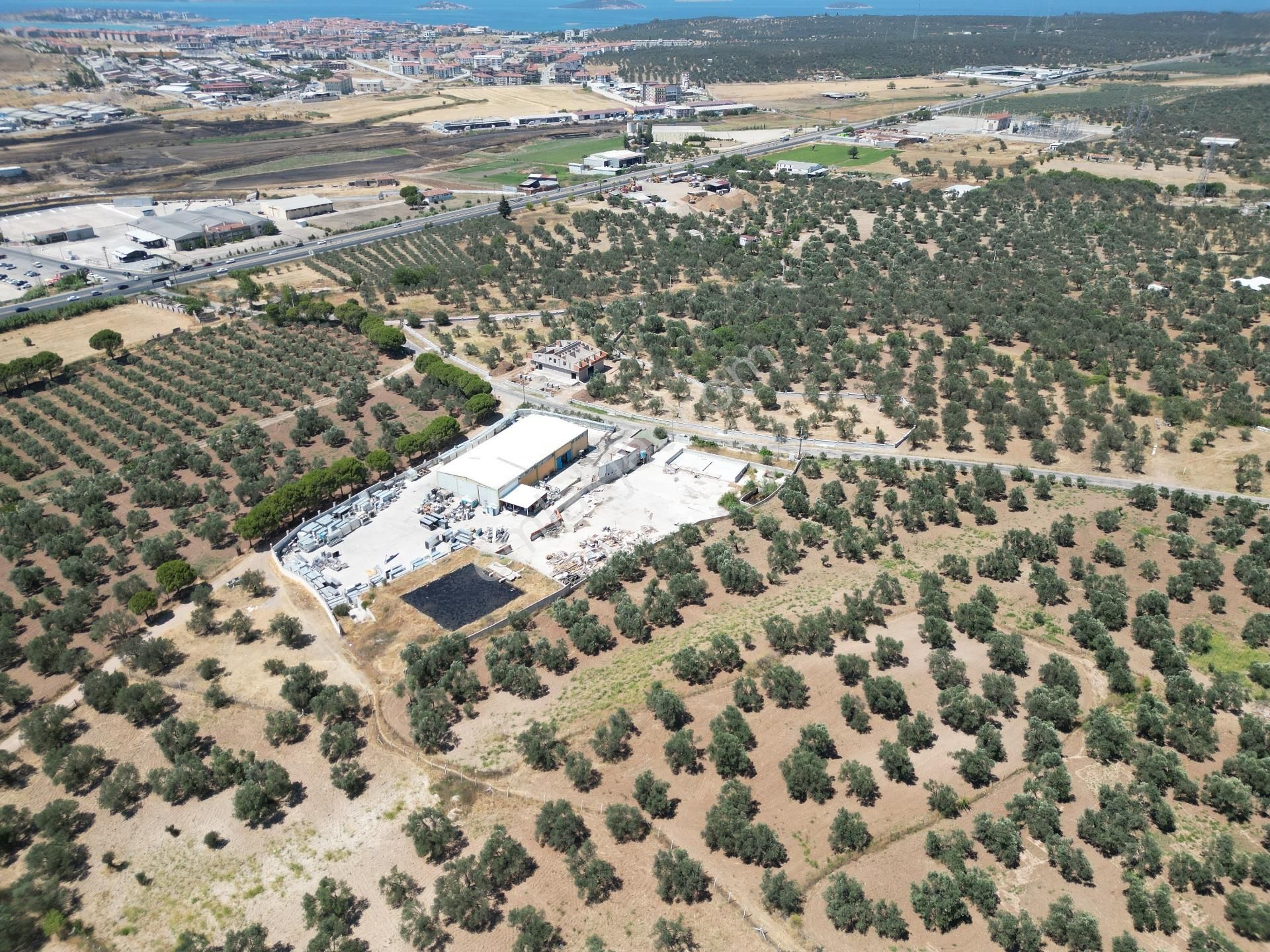 Ayvalık Mutluköy Yolu Üzerinde Satılık Zeytin İşleme Tesisi - Görsel 2