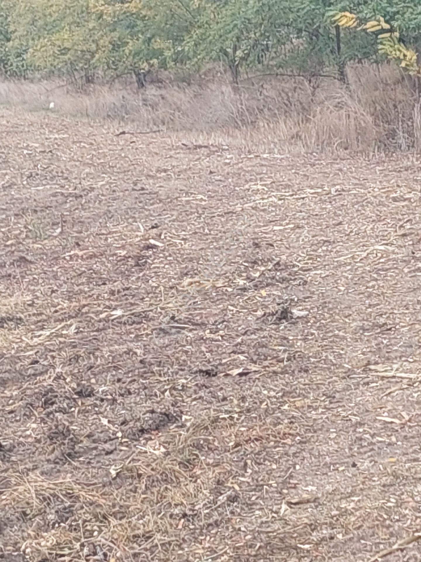 Anayola Cephe Marmaracıkta - Görsel 12