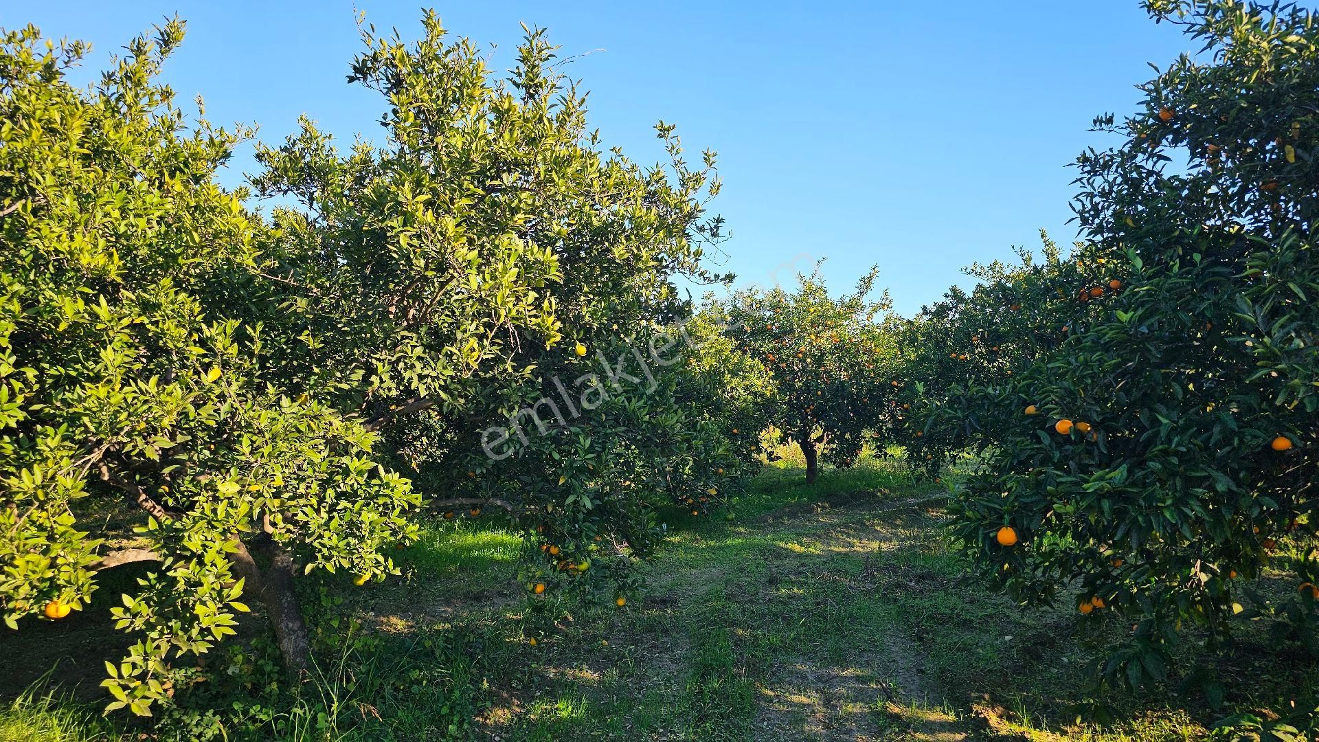 Bereket'te Satılık Müstakil Parsel Tek Tapu 8314 M² Tarla - Görsel 13