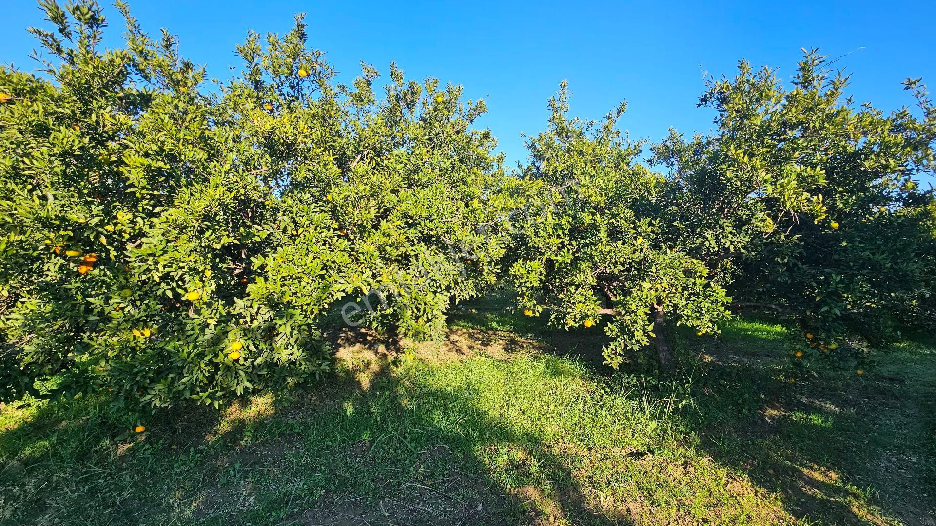 Bereket'te Satılık Müstakil Parsel Tek Tapu 8314 M² Tarla - Görsel 8