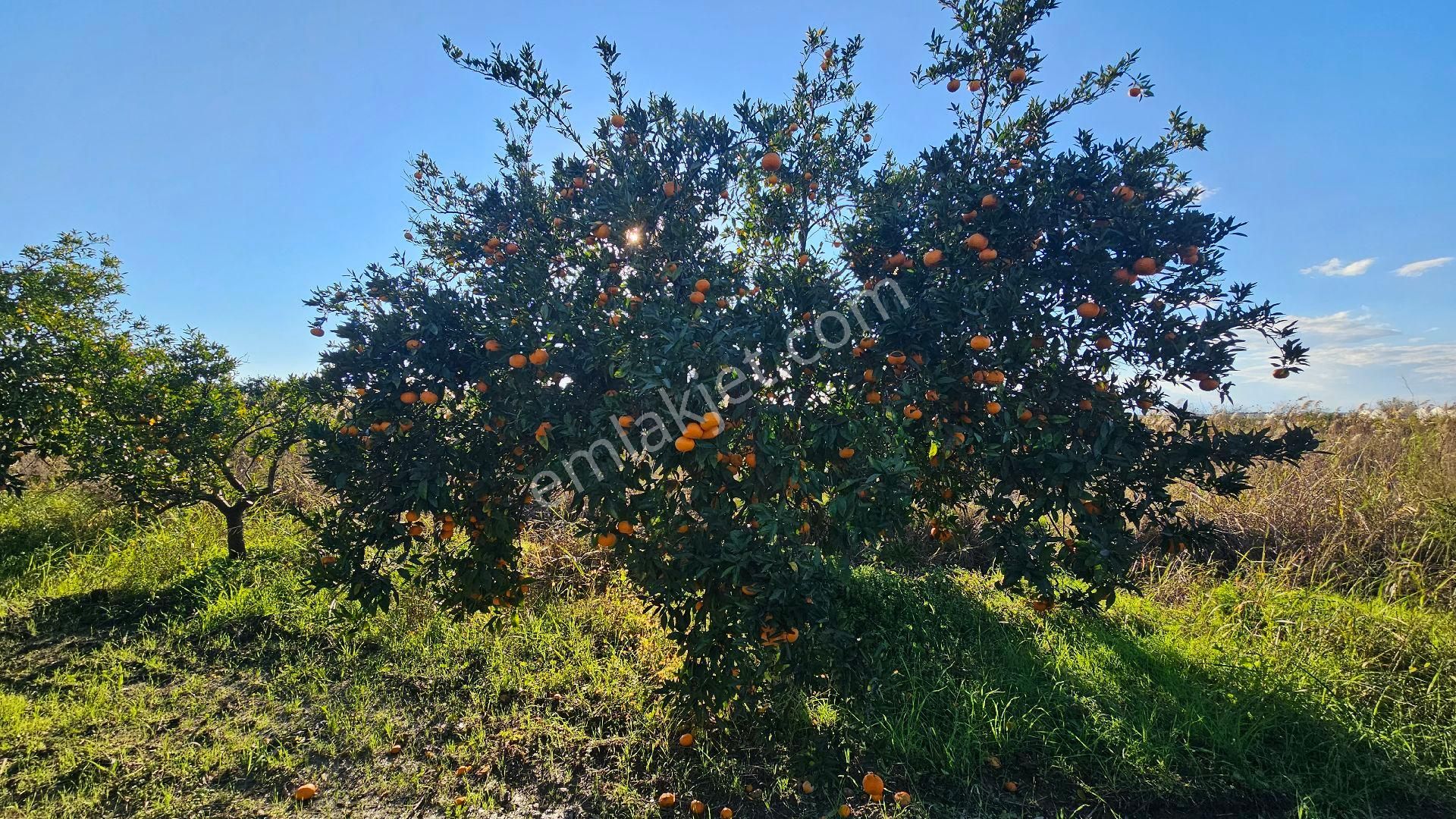 Bereket'te Satılık Müstakil Parsel Tek Tapu 8314 M² Tarla - Görsel 6