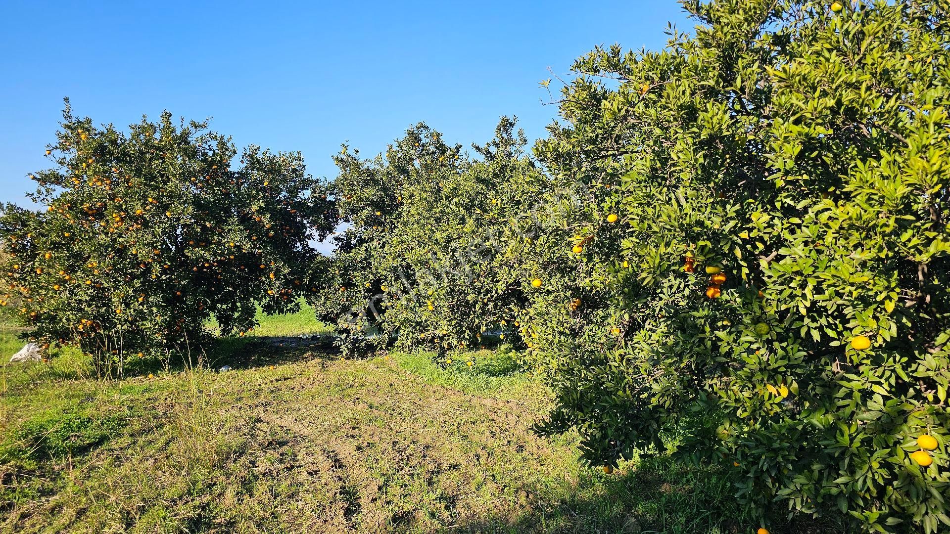 Bereket'te Satılık Müstakil Parsel Tek Tapu 8314 M² Tarla - Görsel 12