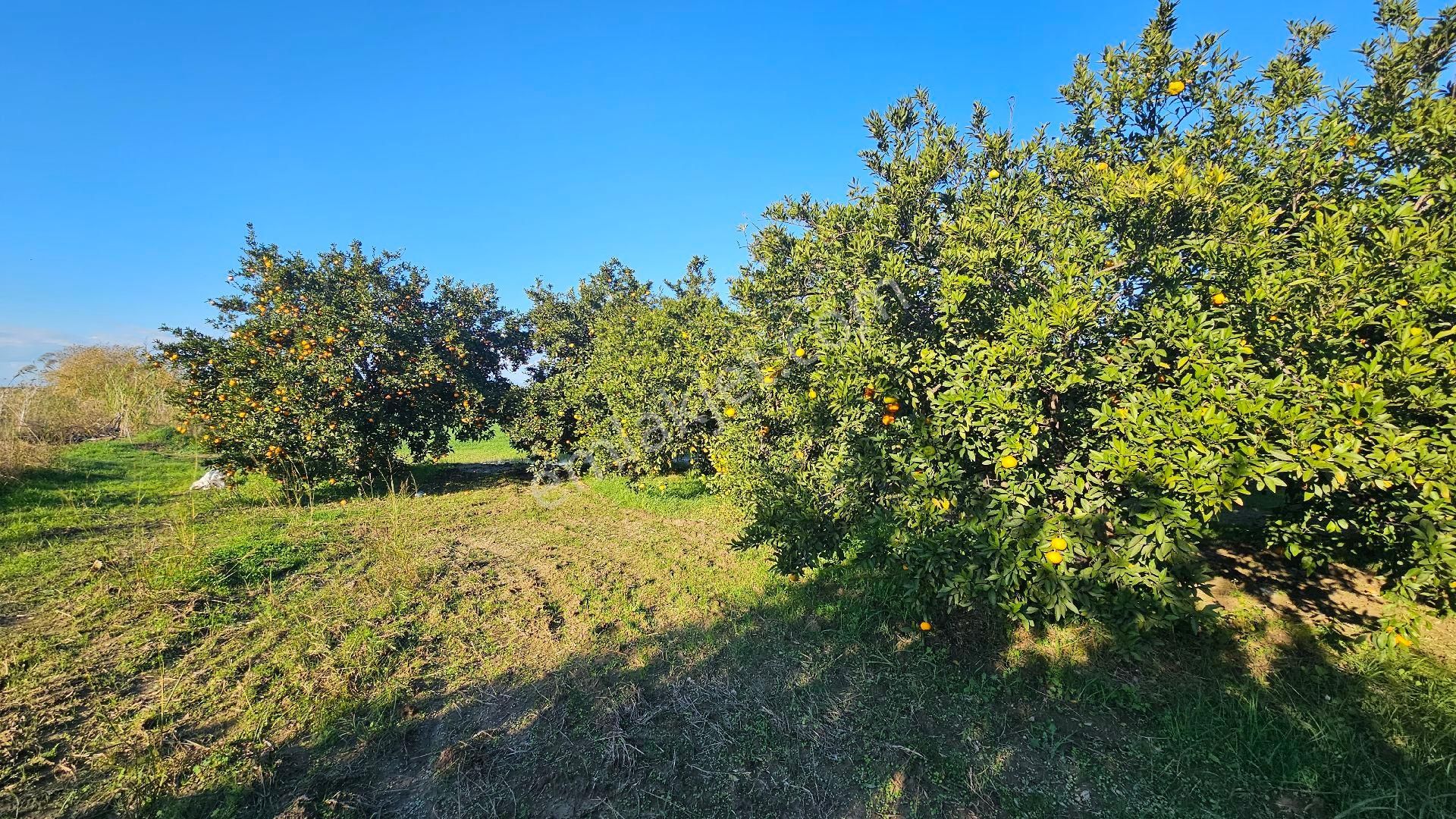 Bereket'te Satılık Müstakil Parsel Tek Tapu 8314 M² Tarla - Görsel 7