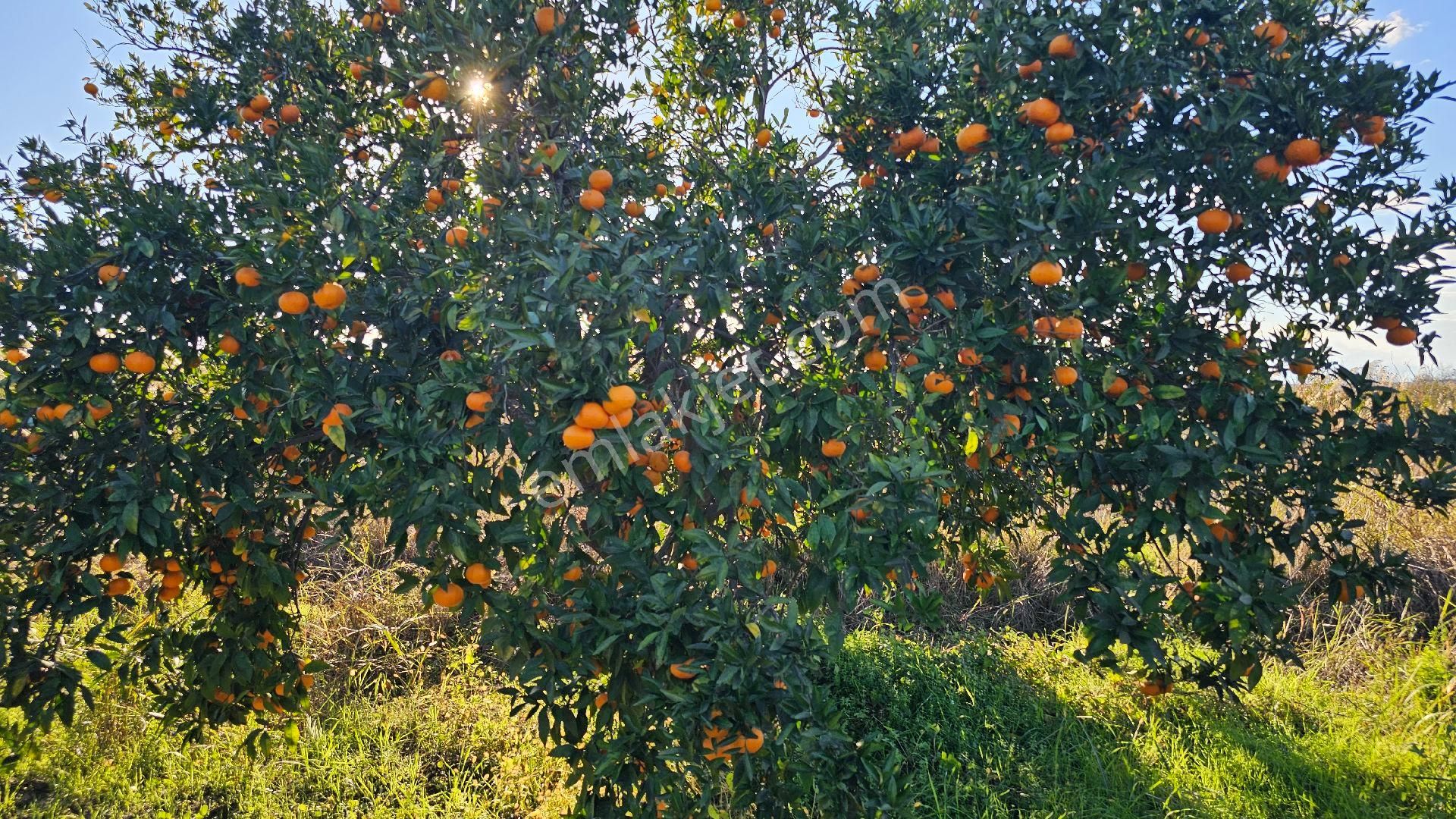 Bereket'te Satılık Müstakil Parsel Tek Tapu 8314 M² Tarla - Görsel 10