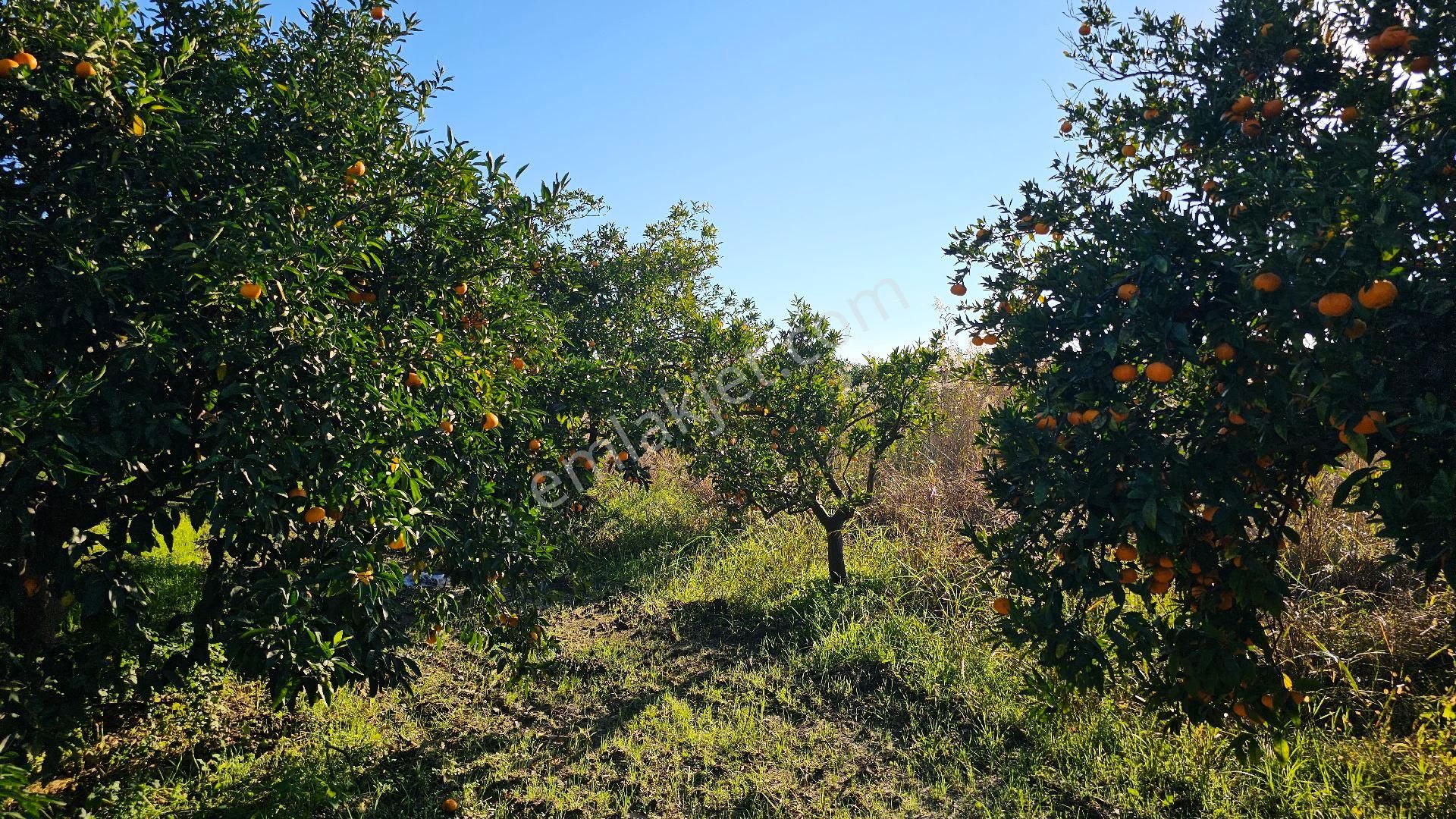 Bereket'te Satılık Müstakil Parsel Tek Tapu 8314 M² Tarla - Görsel 11