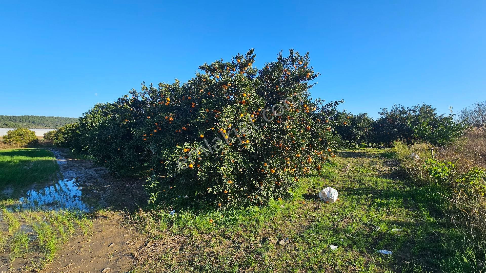 Bereket'te Satılık Müstakil Parsel Tek Tapu 8314 M² Tarla - Görsel 22