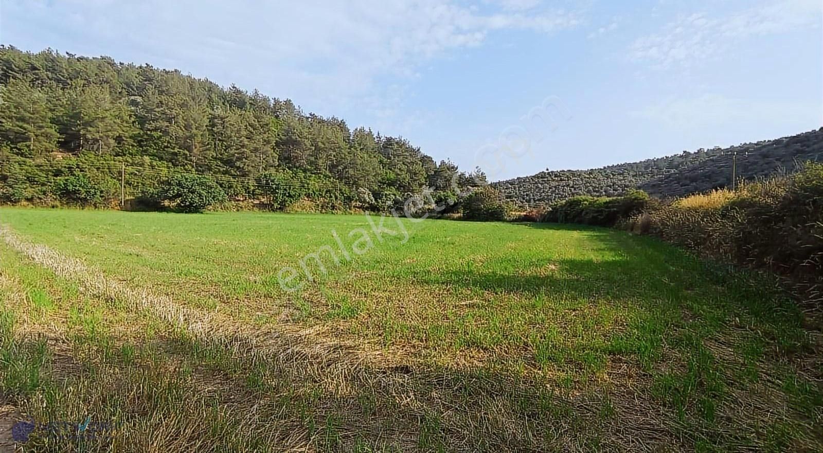 Satılık Milas Kuzyaka 6307m2 Tarla - Görsel 2