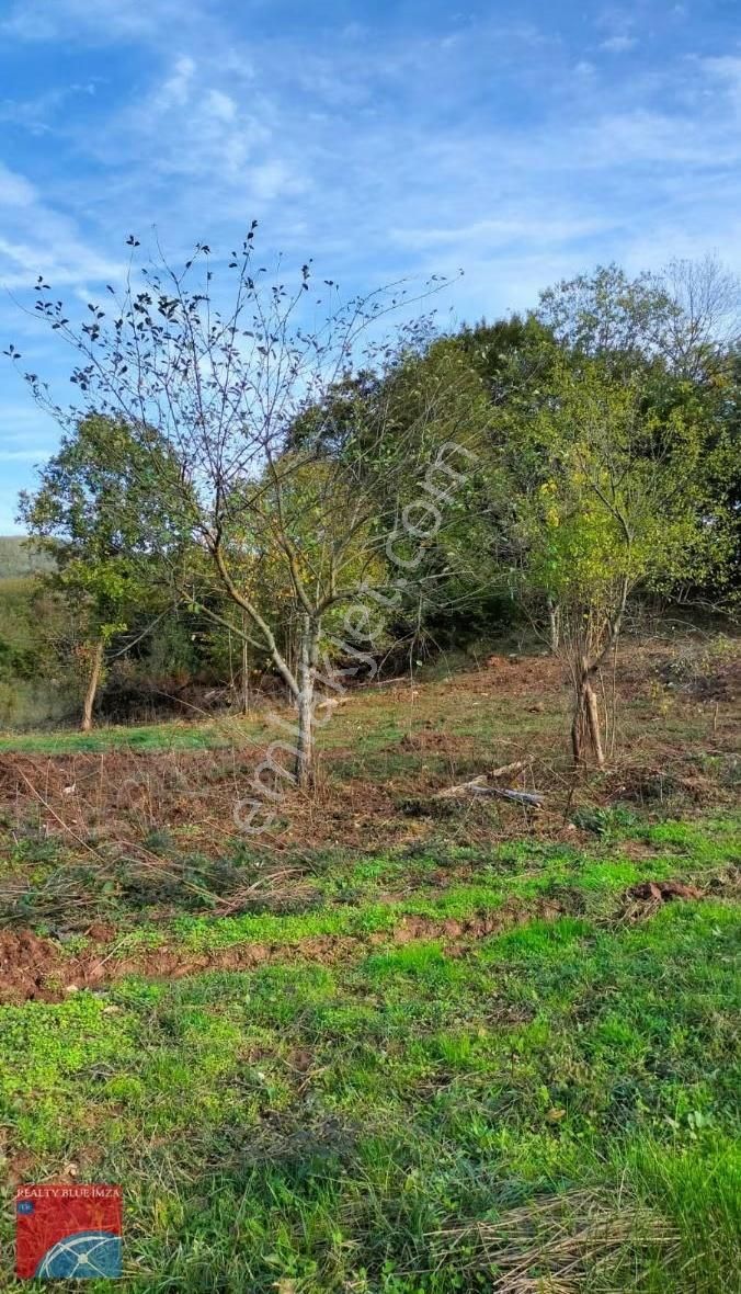 Şile Karabeyli Satılık 1117m2 Arsa (yola Cephe) - Görsel 2