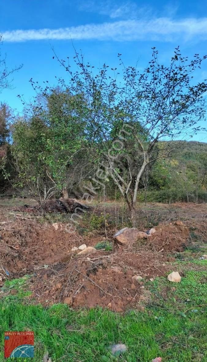 Şile Karabeyli Satılık 1117m2 Arsa (yola Cephe) - Görsel 8