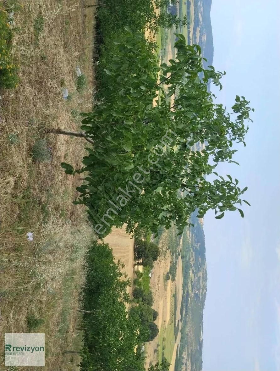 İnegöl Şehitler Karaçamda 4 Dönüm Cevizlik Tarla - Görsel 4