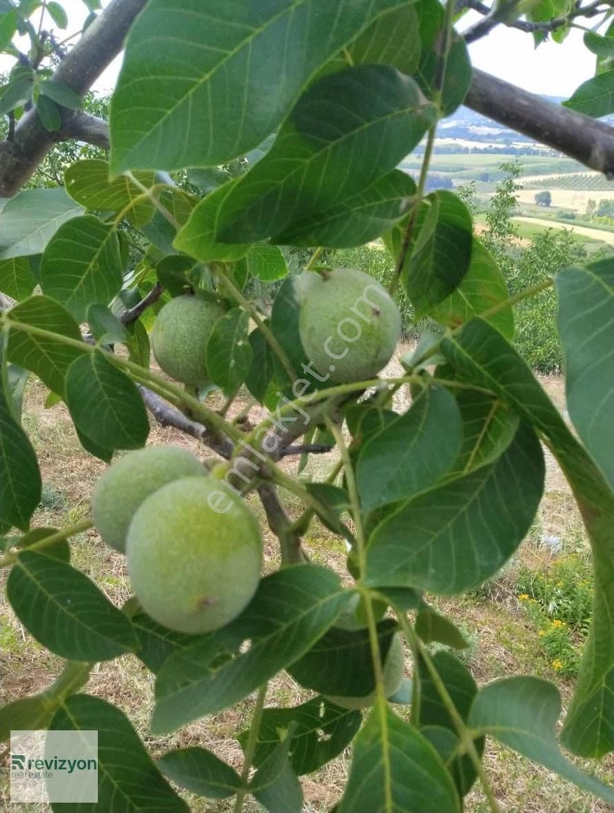 İnegöl Şehitler Karaçamda 4 Dönüm Cevizlik Tarla - Görsel 7