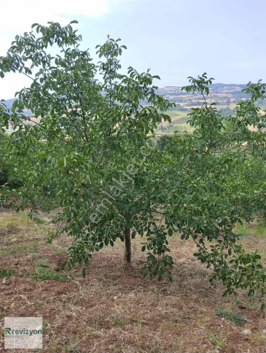İnegöl Şehitler Karaçamda 4 Dönüm Cevizlik Tarla - Görsel 9