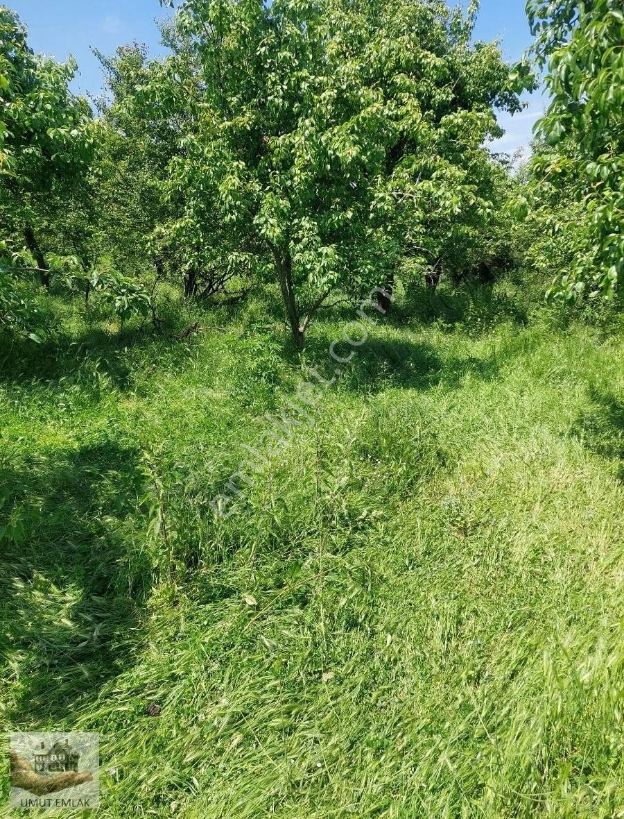 Lütfiyede Armut Bahçesi - Görsel 7