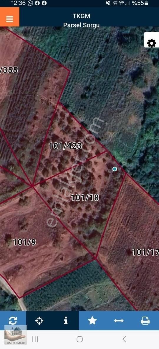 Lütfiyede Armut Bahçesi - Görsel 4