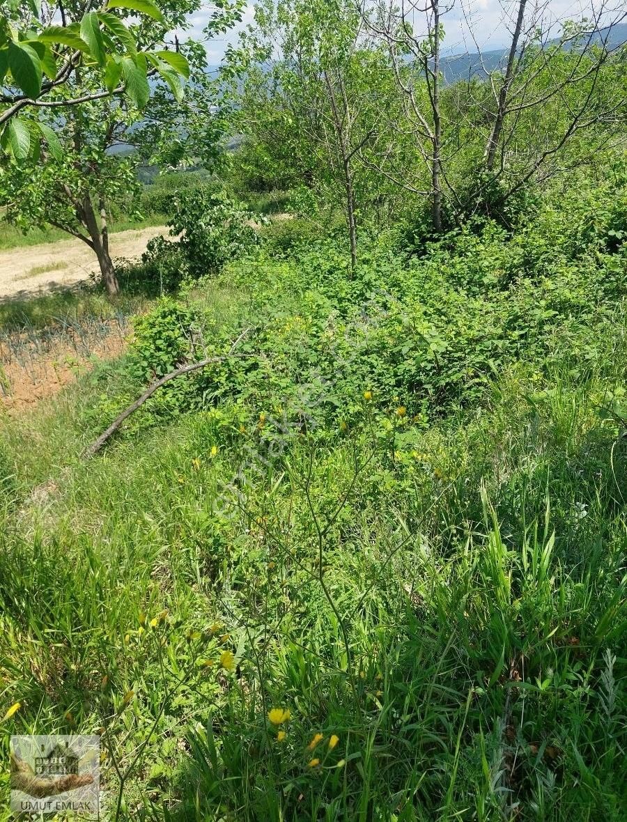 Lütfiyede Armut Bahçesi - Görsel 8