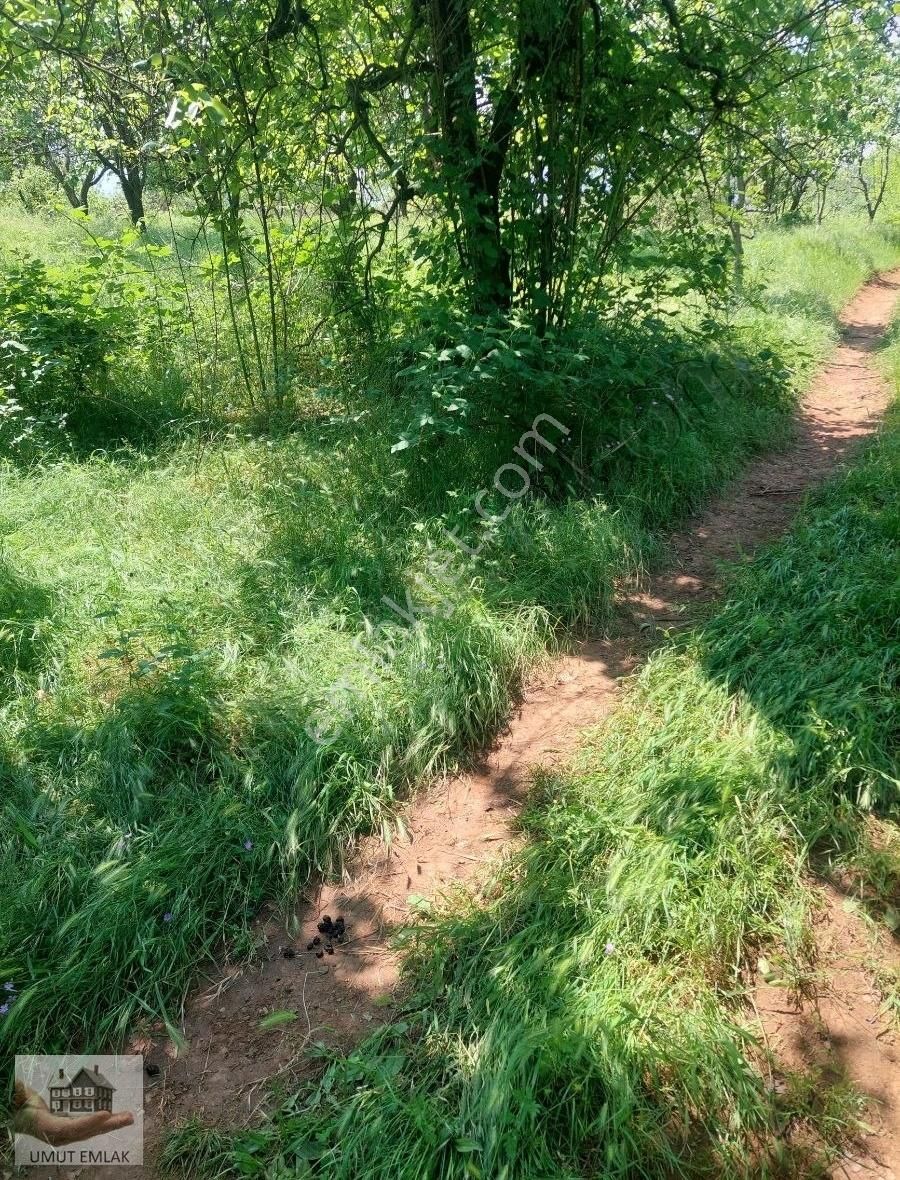 Lütfiyede Armut Bahçesi - Görsel 2