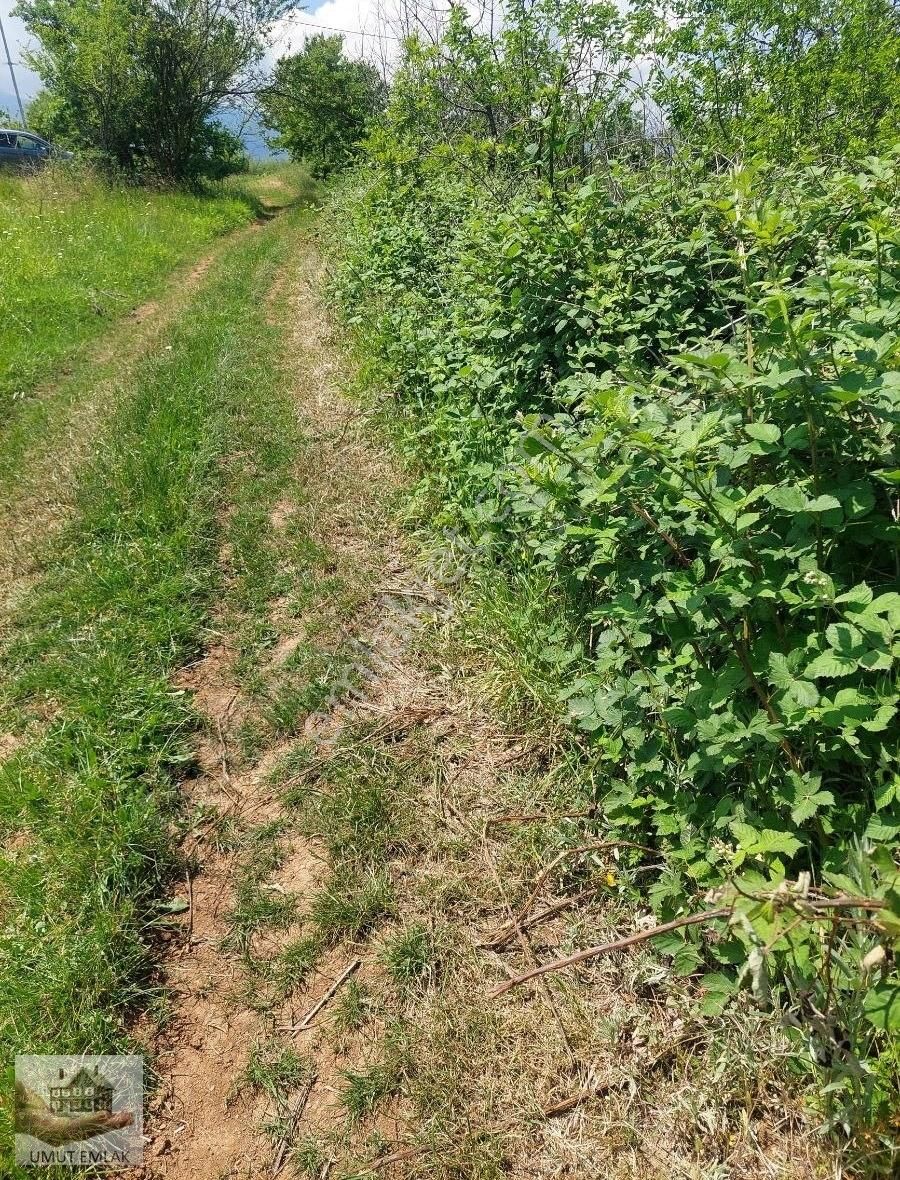 Lütfiyede Armut Bahçesi - Görsel 6