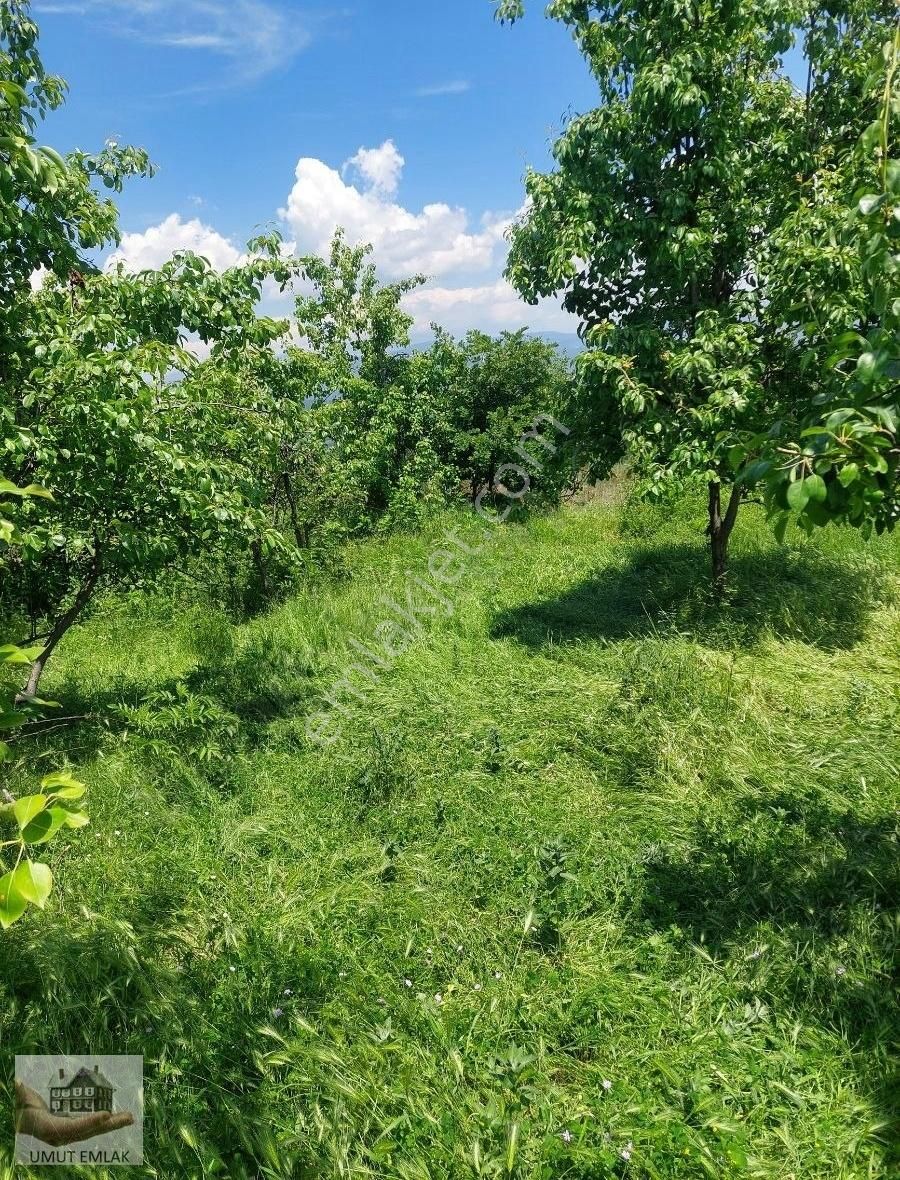 Lütfiyede Armut Bahçesi - Görsel 18