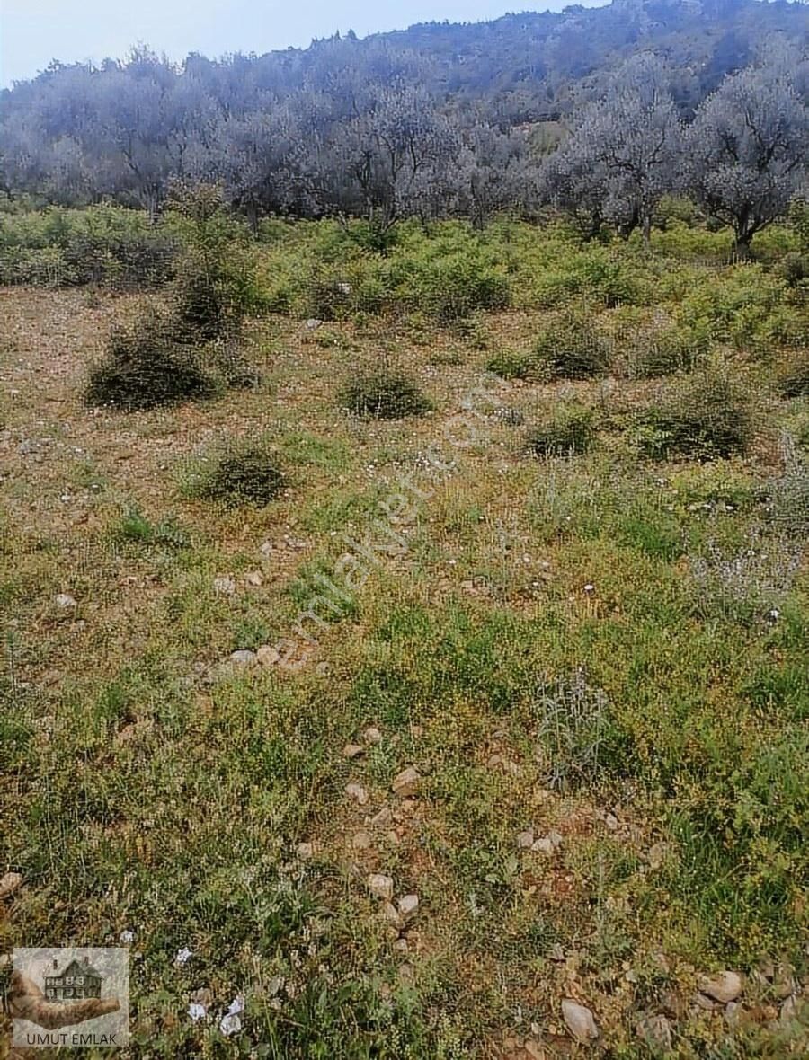 Dudaklıda Zeytın Bahcesı Tek Tapu - Görsel 8