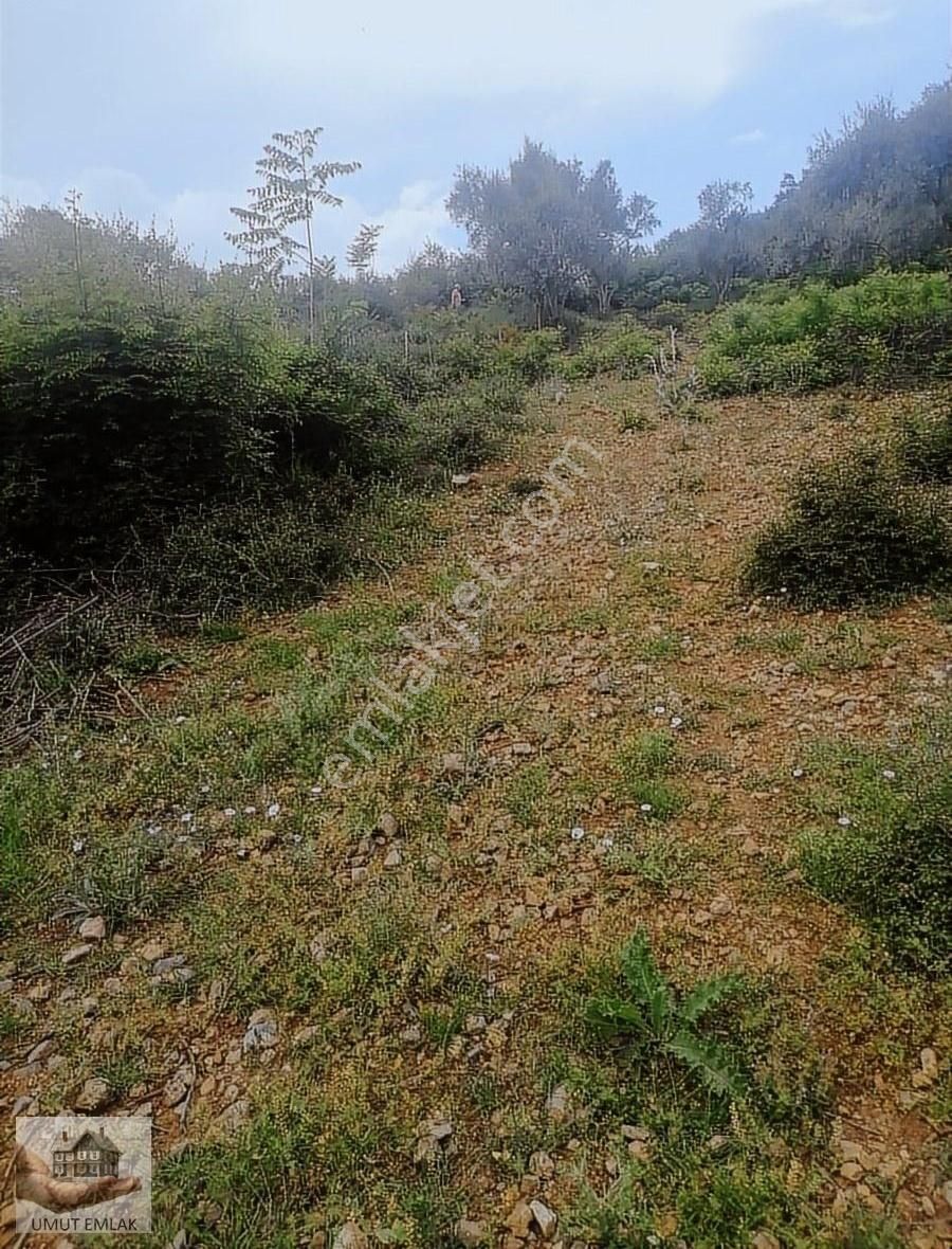 Dudaklıda Zeytın Bahcesı Tek Tapu - Görsel 6