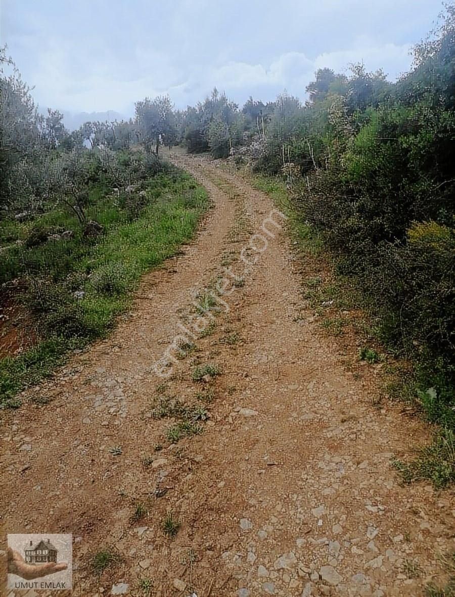 Dudaklıda Zeytın Bahcesı Tek Tapu - Görsel 5